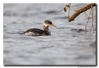 Roodhalsfuut - Red-necked Grebe