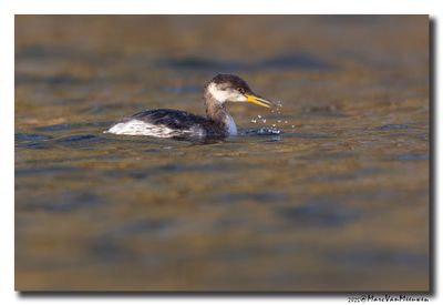 Roodhalsfuut - Red-necked Grebe