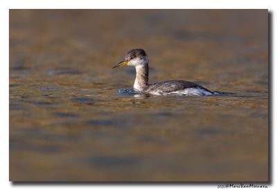 Roodhalsfuut - Red-necked Grebe
