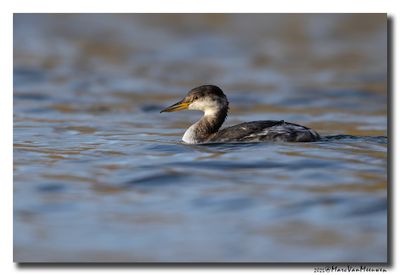 Roodhalsfuut - Red-necked Grebe