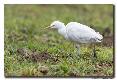 Koereiger - Cattle Egret