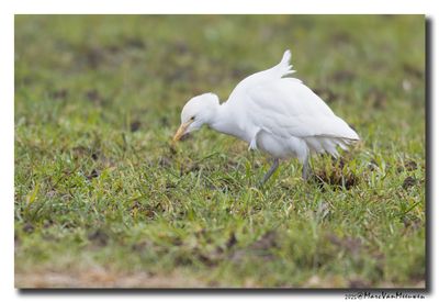 Koereiger - Cattle Egret