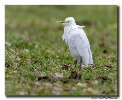 Koereiger - Cattle Egret