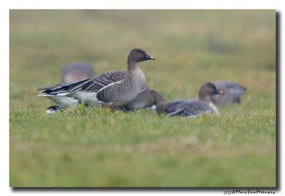 Toendrarietgans - Tundra Bean Goose