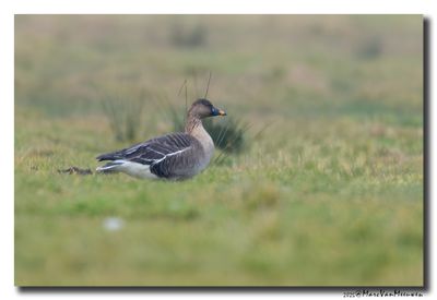 Toendrarietgans - Tundra Bean Goose