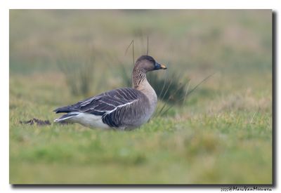 Toendrarietgans - Tundra Bean Goose