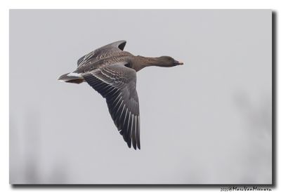 Toendrarietgans - Tundra Bean Goose