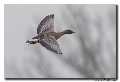 Toendrarietgans - Tundra Bean Goose