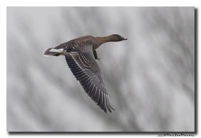Toendrarietgans - Tundra Bean Goose