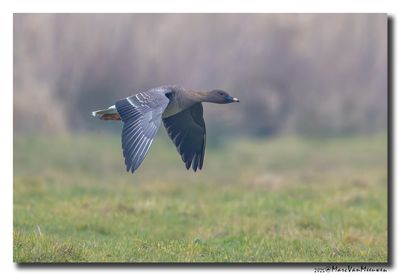 Toendrarietgans - Tundra Bean Goose