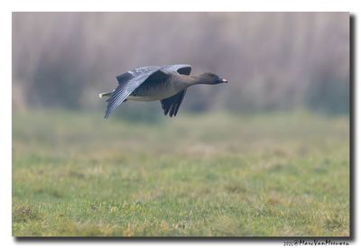 Toendrarietgans - Tundra Bean Goose