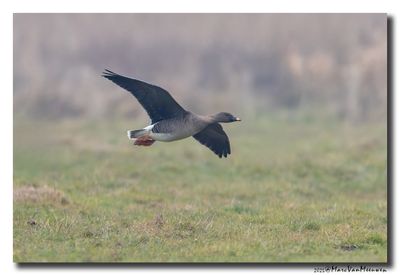 Toendrarietgans - Tundra Bean Goose