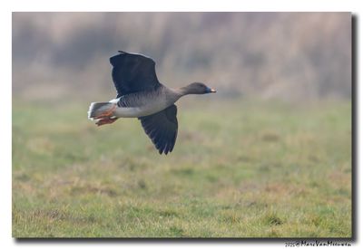 Toendrarietgans - Tundra Bean Goose