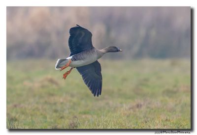 Toendrarietgans - Tundra Bean Goose