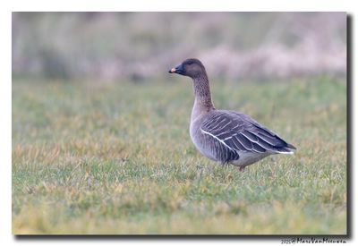 Toendrarietgans - Tundra Bean Goose