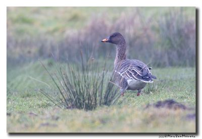 Toendrarietgans - Tundra Bean Goose