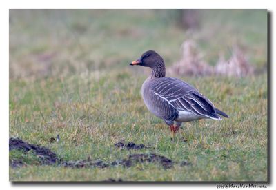Toendrarietgans - Tundra Bean Goose