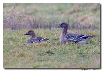 Toendrarietgans - Tundra Bean Goose