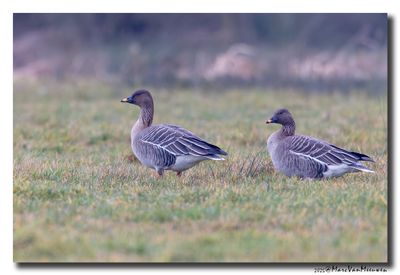 Toendrarietgans - Tundra Bean Goose
