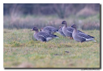 Toendrarietgans - Tundra Bean Goose