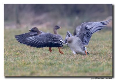 Toendrarietgans - Tundra Bean Goose