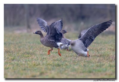 Toendrarietgans - Tundra Bean Goose