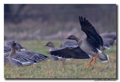 Toendrarietgans - Tundra Bean Goose
