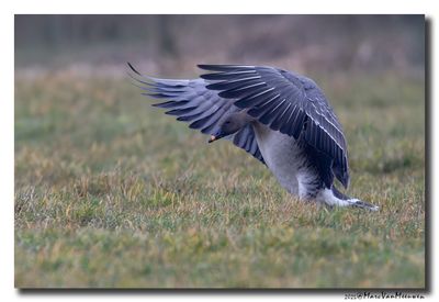 Toendrarietgans - Tundra Bean Goose