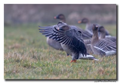 Toendrarietgans - Tundra Bean Goose