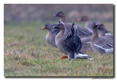 Tundra Bean Goose