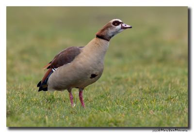 Nijlgans - Egyptian Goose