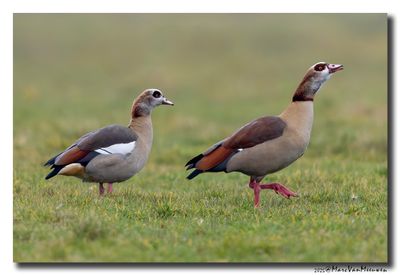 Nijlgans - Egyptian Goose