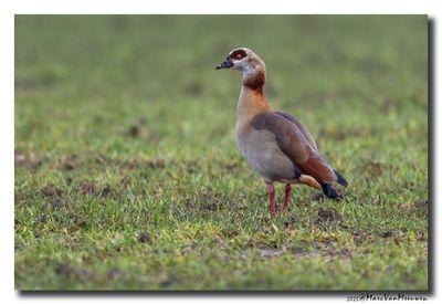 Nijlgans - Egyptian Goose