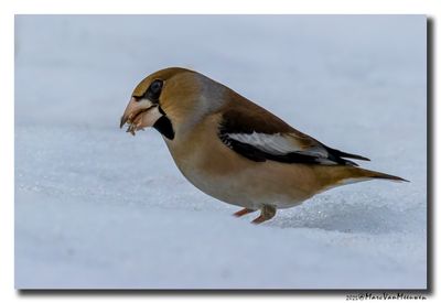 Appelvink - Hawfinch
