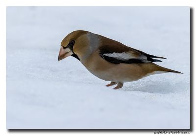 Appelvink - Hawfinch