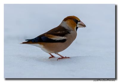 Appelvink - Hawfinch