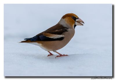 Appelvink - Hawfinch