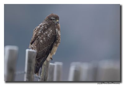 Buizerd - Buzzard
