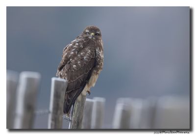 Buizerd - Buzzard