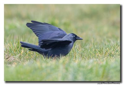 Kauw - Western Jackdaw