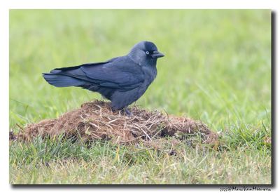 Kauw - Western Jackdaw