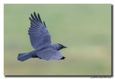 Kauw - Western Jackdaw