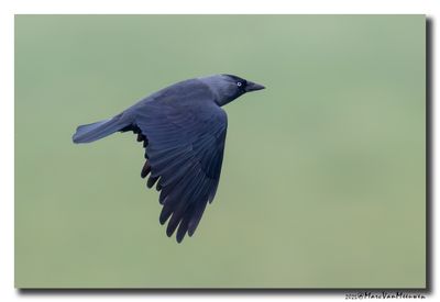 Kauw - Western Jackdaw