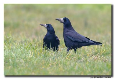 Roek - Rook