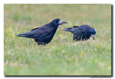Roek - Rook