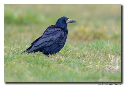 Roek - Rook