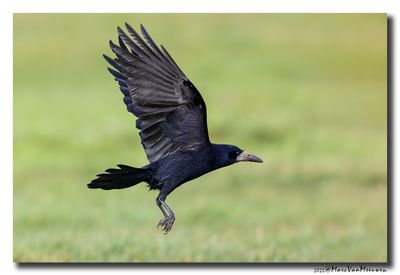 Roek - Rook