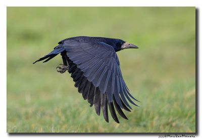 Roek - Rook