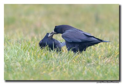 Roek - Rook
