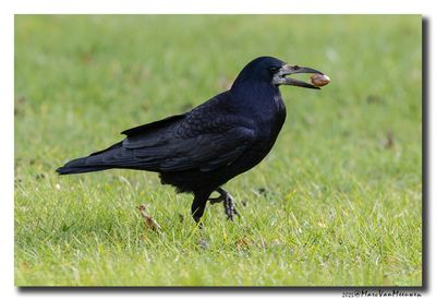 Roek - Rook
